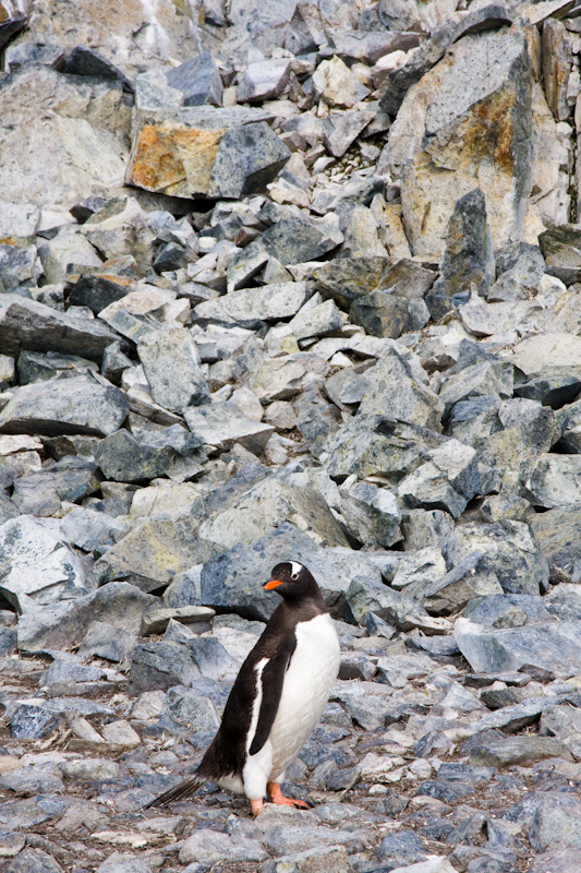 Gentoo Penguin